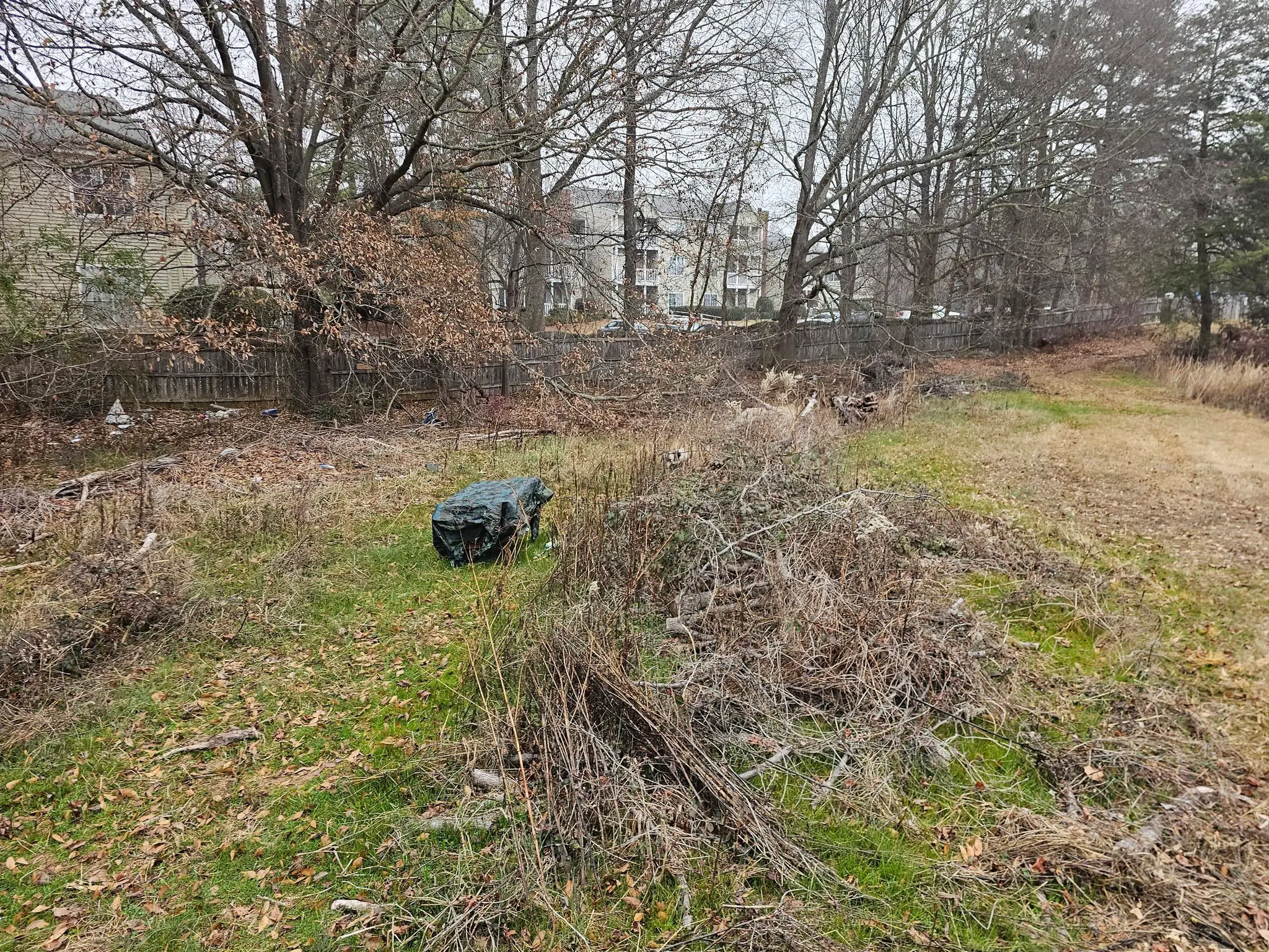 Before — overgrown residential lot
