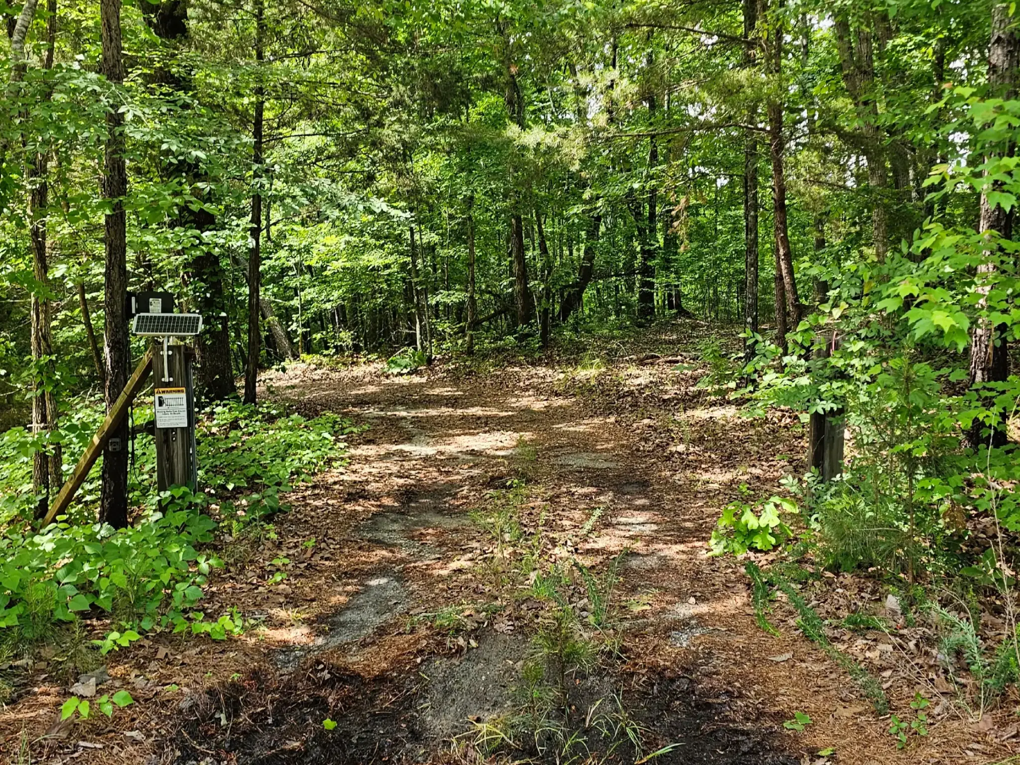 Before — overgrown driveway