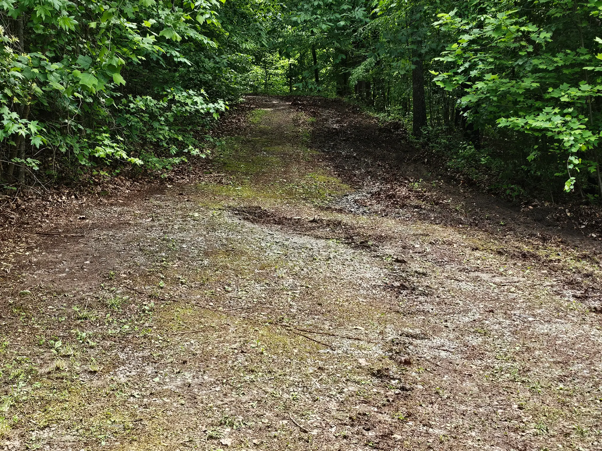 Before — overgrown narrow driveway path through woods