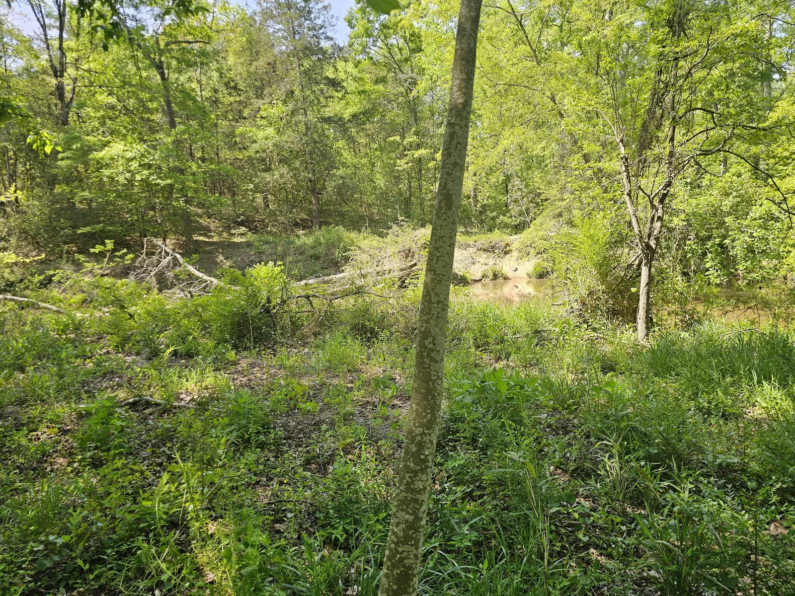 Before — overgrown waterfront property